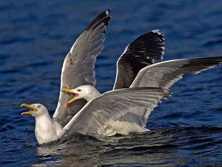  عکس مرغ دریایی در حال پرواز