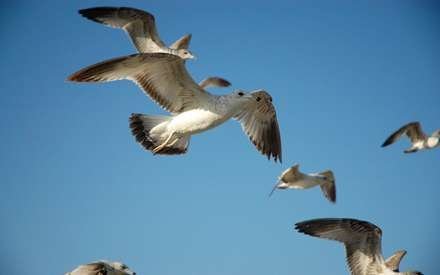  عکس مرغ دریایی در حال پرواز