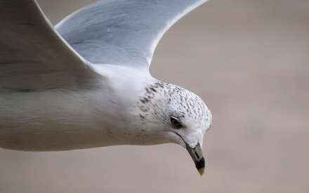  عکس مرغ دریایی در حال پرواز