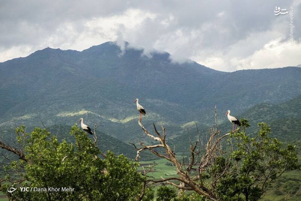  عکس لک لک واقعی