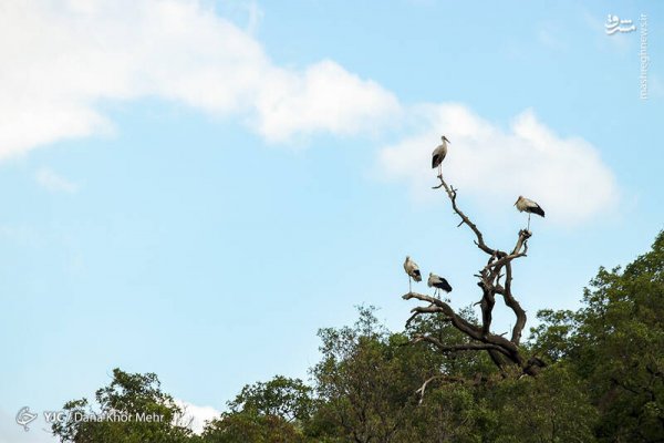  عکس لک لک واقعی