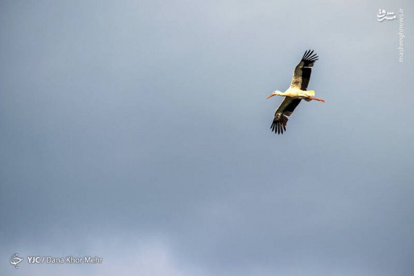  عکس لک لک واقعی