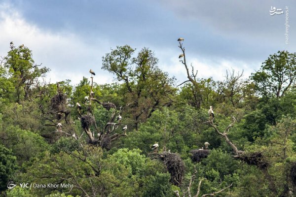  عکس لک لک واقعی