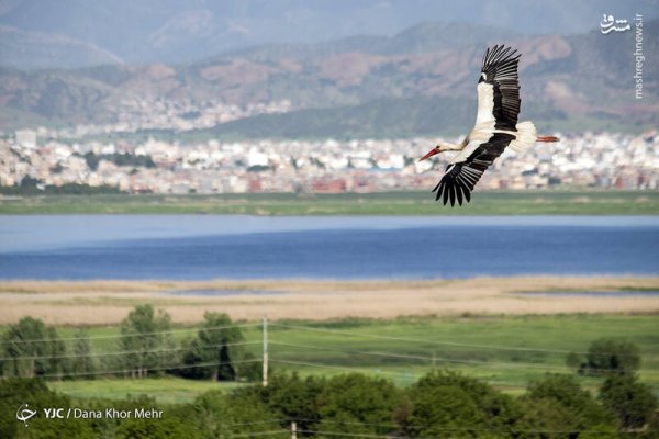  عکس لک لک واقعی