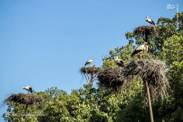  عکس لک لک واقعی