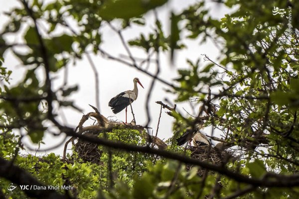  عکس لک لک واقعی