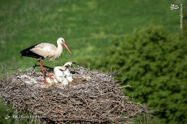  عکس لک لک واقعی