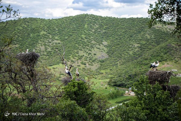  عکس لک لک واقعی