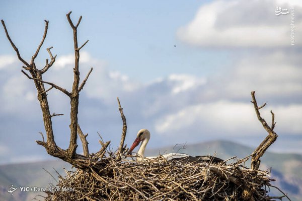  عکس لک لک واقعی