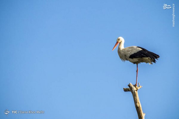  عکس لک لک واقعی