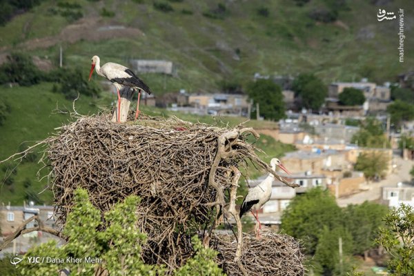  عکس لک لک واقعی