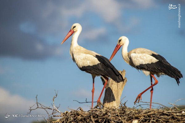  عکس لک لک واقعی