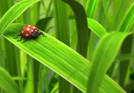  عکس کفشدوزک های کوچولو