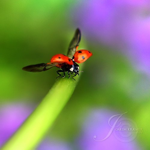 عکس کفشدوزک واقعی