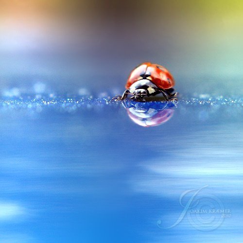 عکس کفشدوزک واقعی