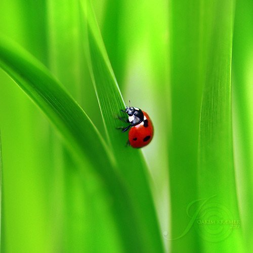 عکس کفشدوزک واقعی