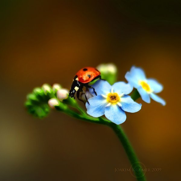 عکس کفشدوزک واقعی