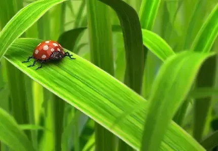 عکس کفشدوزک نقاشی