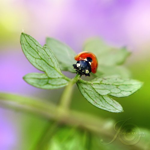 عکس کفشدوزک نقاشی