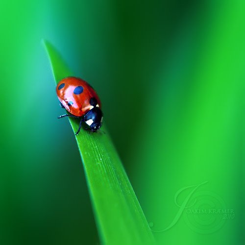 عکس کفشدوزک نقاشی