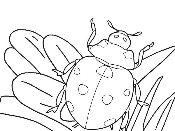  عکس کفشدوزک نقاشی