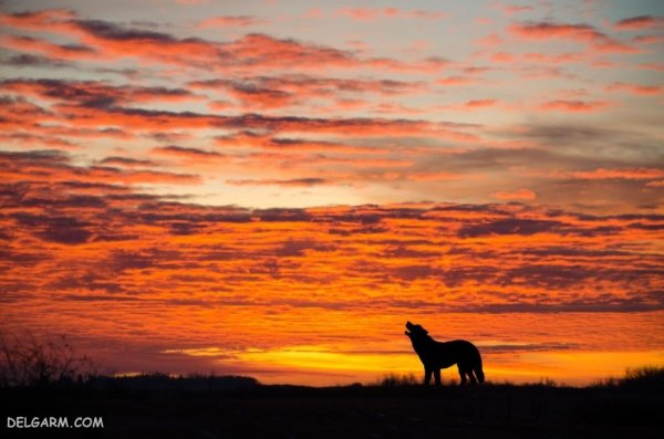  عکس گرگ واقعی