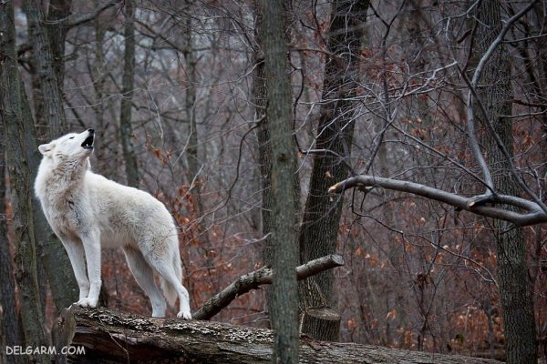  عکس گرگ واقعی