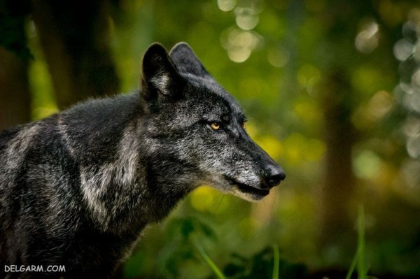  عکس گرگ واقعی