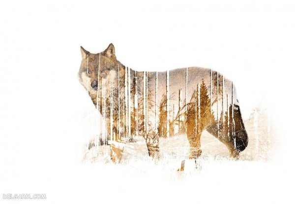  عکس گرگ واقعی