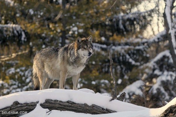  عکس گرگ واقعی