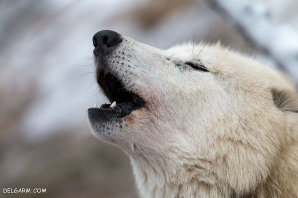  عکس گرگ واقعی