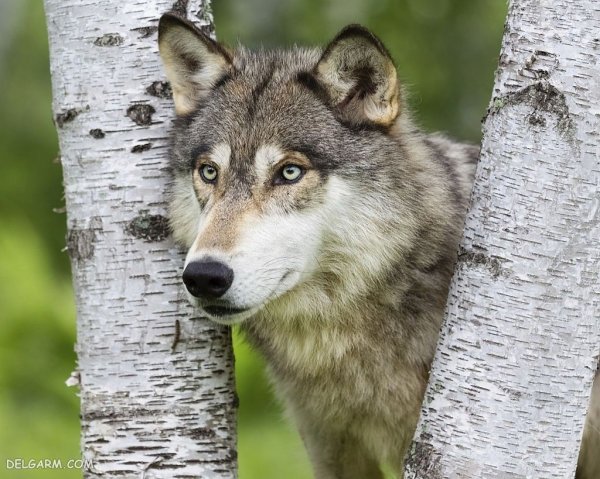  عکس گرگ واقعی