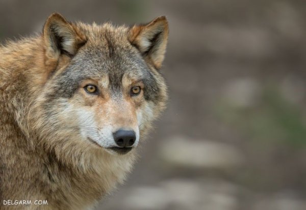  عکس گرگ واقعی