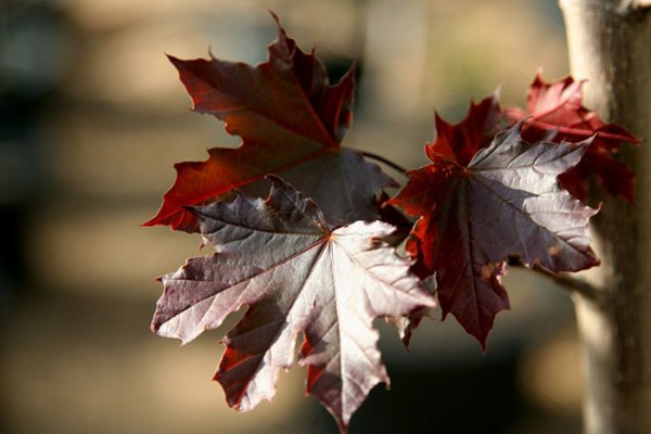 عکس درخت افرا با کیفیت عالی