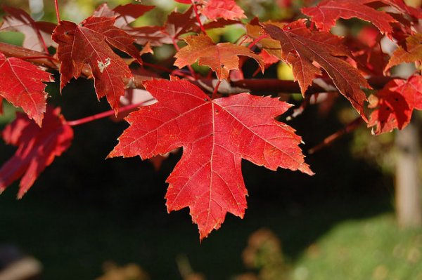  عکس درخت افرا با کیفیت عالی