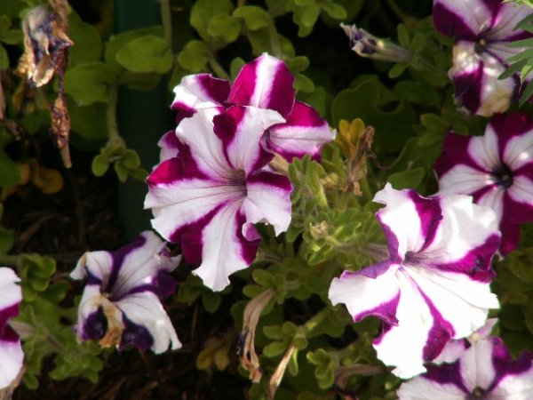  عکس گل اطلسی