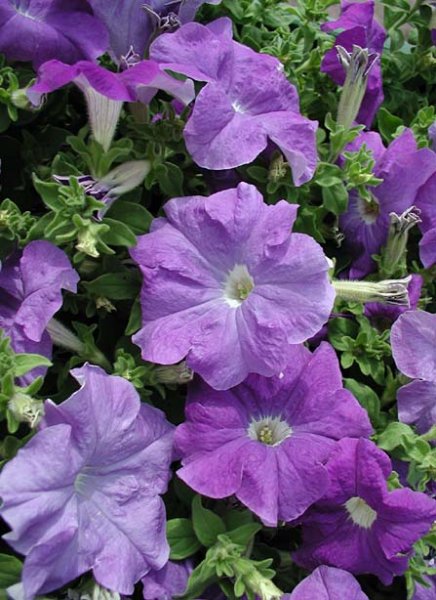  عکس گل اطلسی