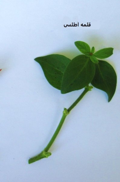  عکس گل اطلسی