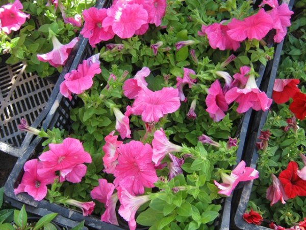  عکس گل اطلسی