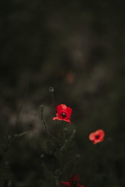  عکس گل های شقایق