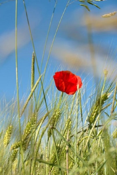  عکس گل های شقایق