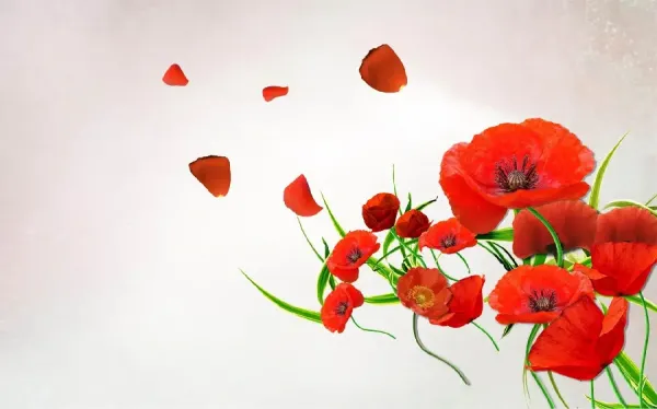  عکس گل شقایق برای پروفایل