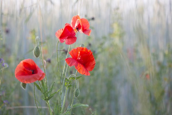  زیباترین عکس گل شقایق