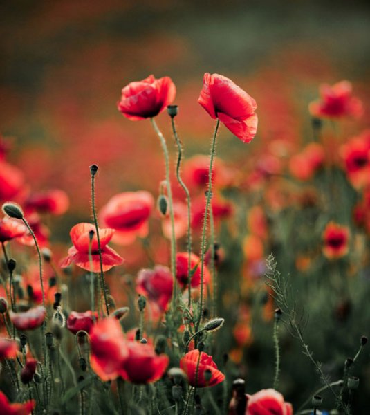  زیباترین عکس گل شقایق