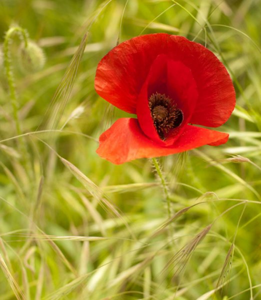  زیباترین عکس گل شقایق