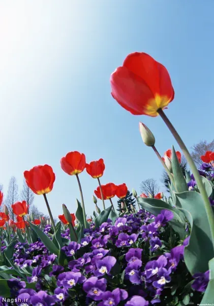 عکس گل شقایق وحشی