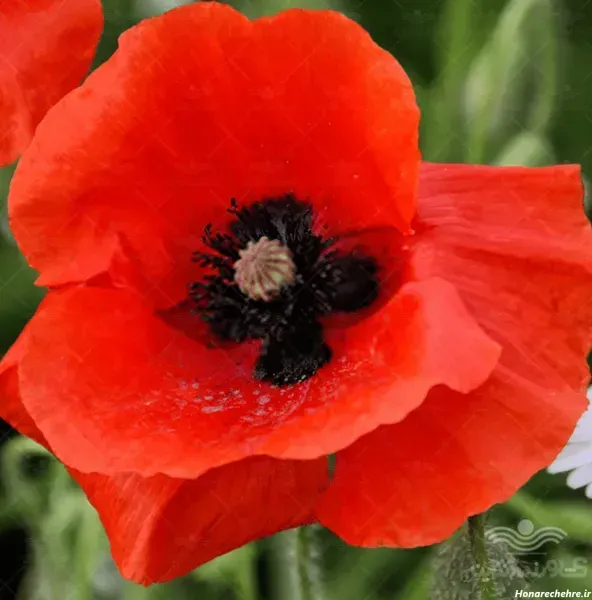 عکس گل شقایق وحشی