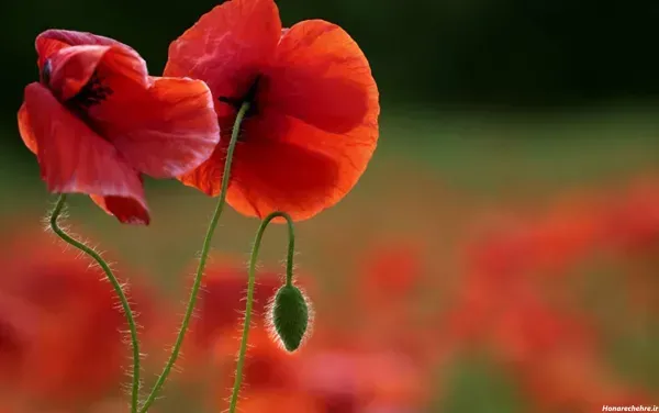 عکس گل شقایق وحشی