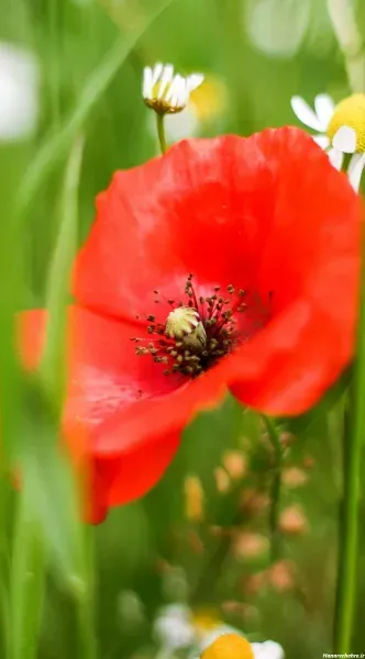 عکس گل شقایق وحشی