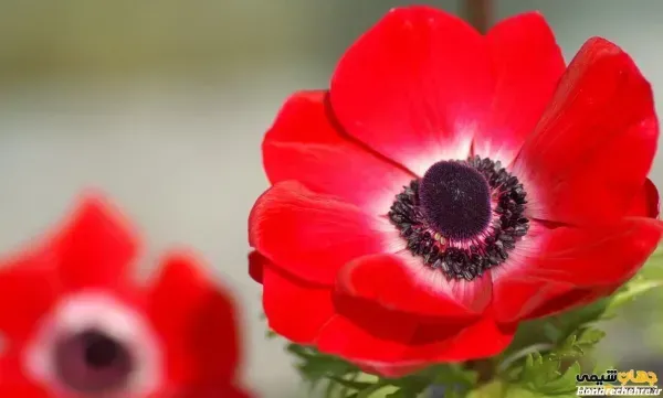 عکس گل شقایق وحشی